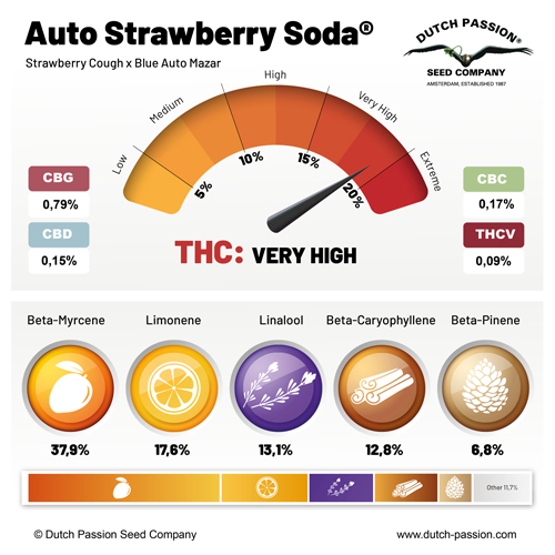 Auto Strawberry Soda cannabinoid and terpene profile