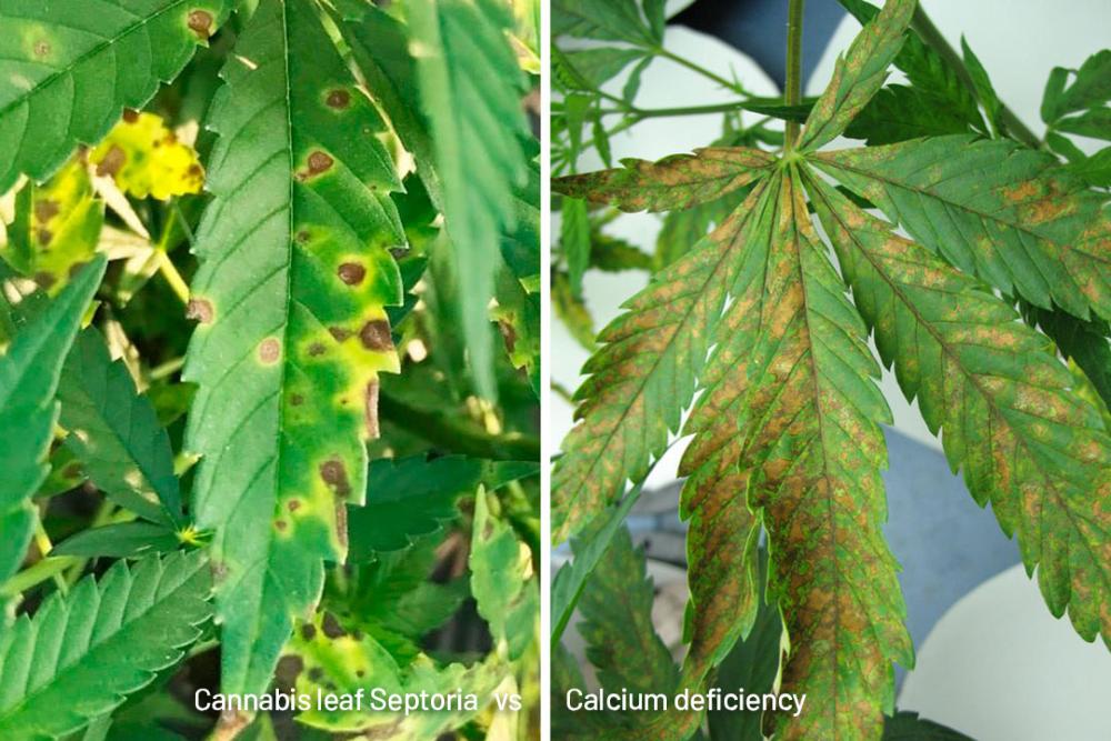 Hoja de cannabis con septoriosis vs deficiencia de calcio