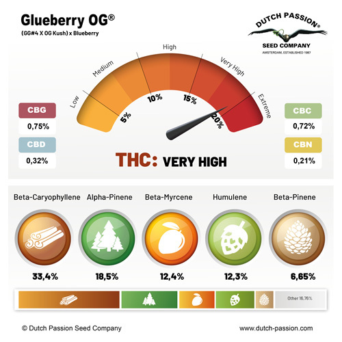 Glueberry O.G. cannabinoid and terpene profile