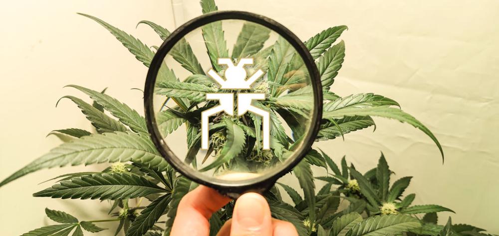 Identify and control cannabis bugs and pests