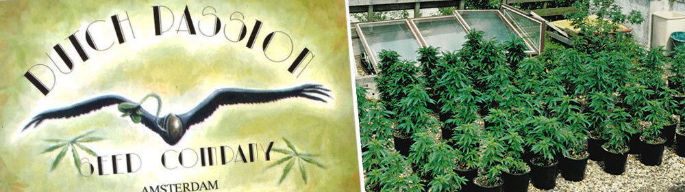 1987: Officially established in Amsterdam