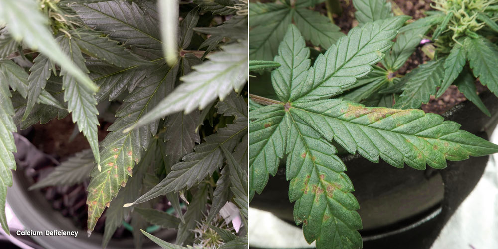 Deficiencia de calcio