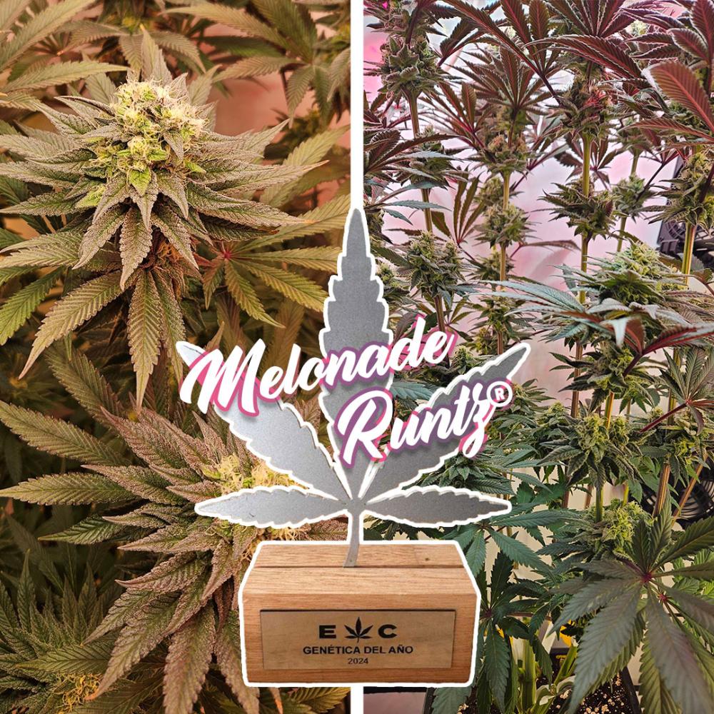 Melonade Runtz ganó el premio a la cepa del año en 2024 en Argentina