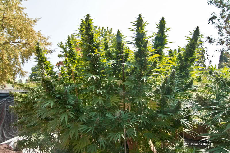 A huge Hollands Hope plant grown outdoors