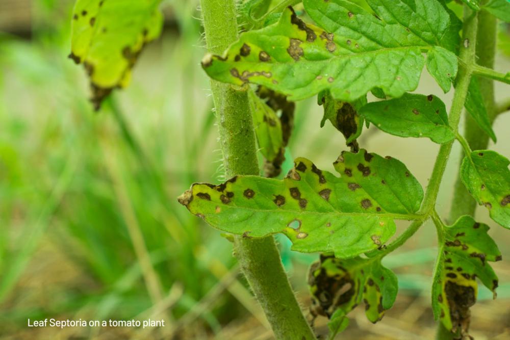 Hojas de tomate afectadas por el hongo Septoria lycopersici