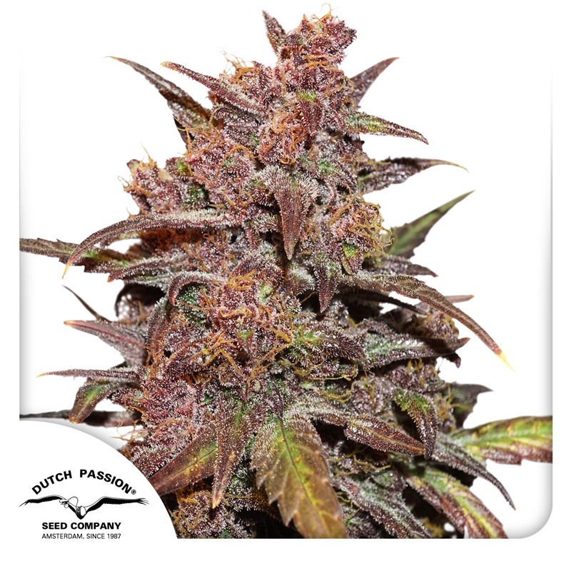 CBD Auto Blackberry Kush Cannabis Seeds | Dutch Passion USA