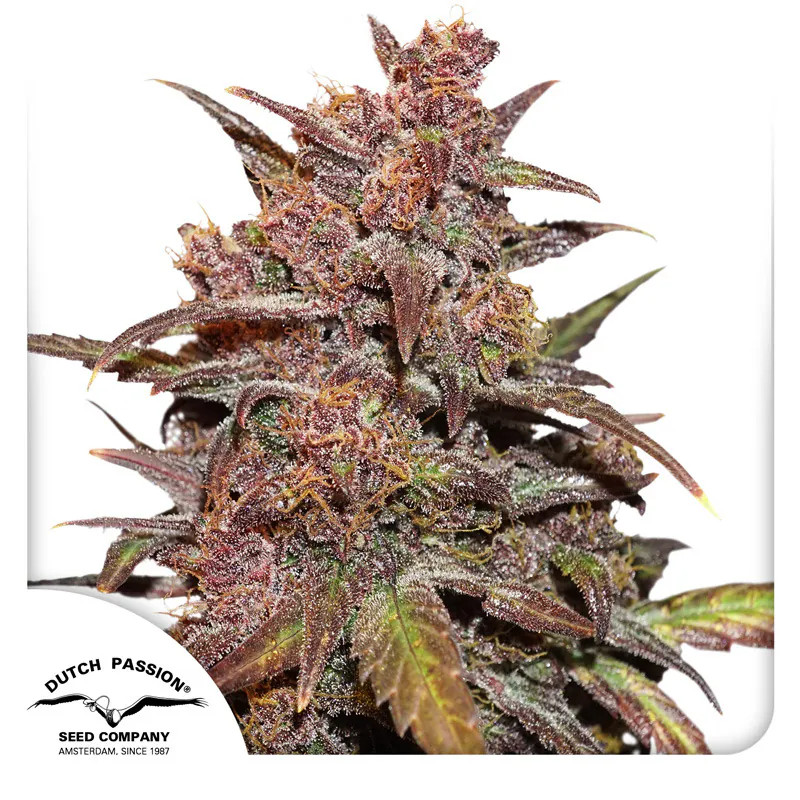 CBD Auto Blackberry Kush Cannabis Seeds | Dutch Passion USA
