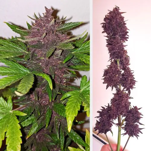 CBD Auto Blackberry Kush Cannabis Seeds | Dutch Passion USA