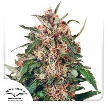 Hollands Hope® Hollands Hope®