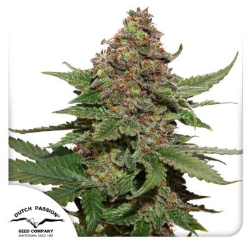 Strawberry Cough® Strawberry Cough®