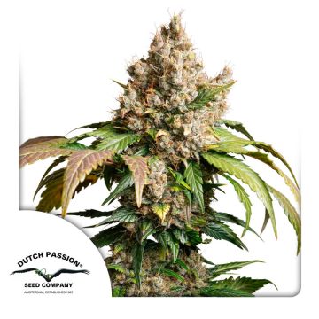 Auto Red Tropicana Cookies