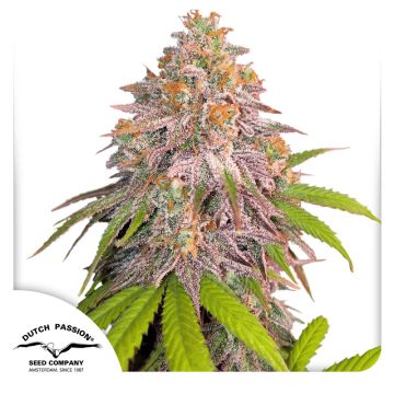 CBD Charlotte's + lleno de tricomas y con mucho color 