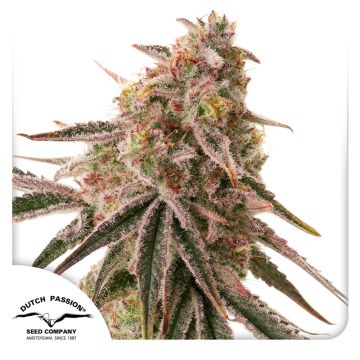 Frozen Biscotti Frozen Biscotti