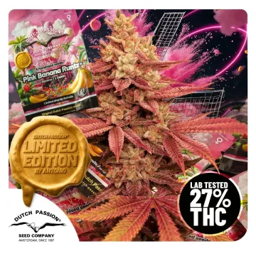 Pink Banana Runtz lab tested