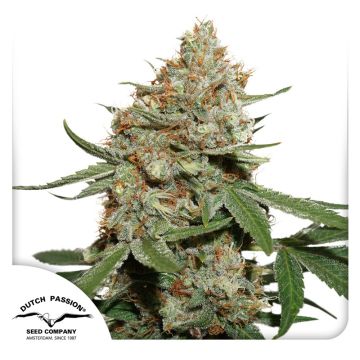 Skunk #11® Skunk #11®