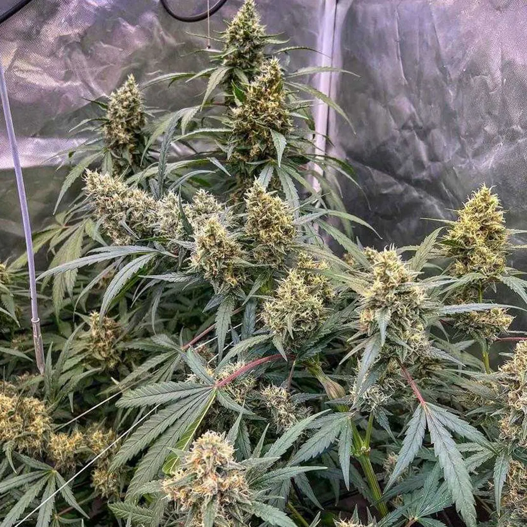 Semillas de Cannabis The Ultimate | Dutch Passion