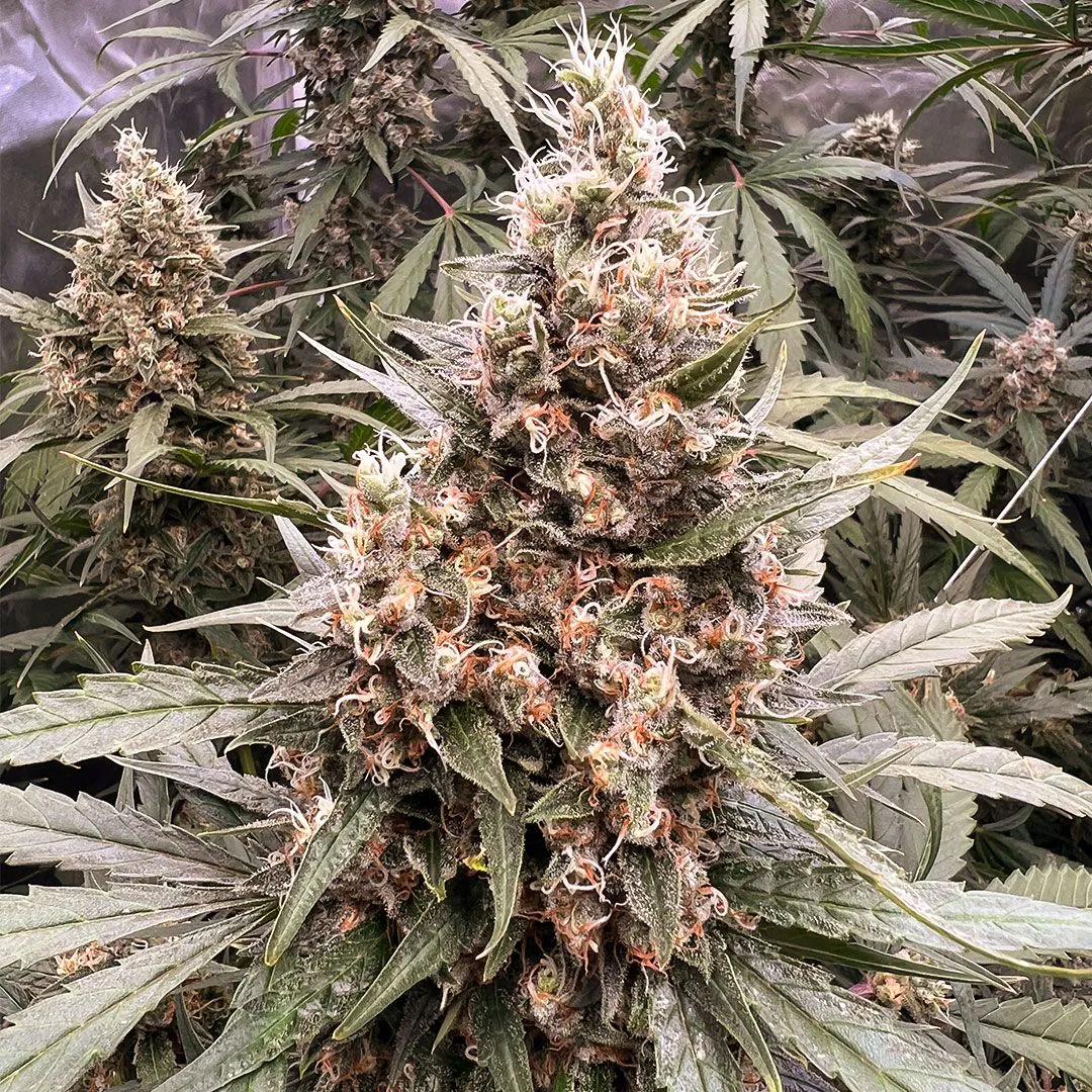 Semillas de Cannabis The Ultimate | Dutch Passion