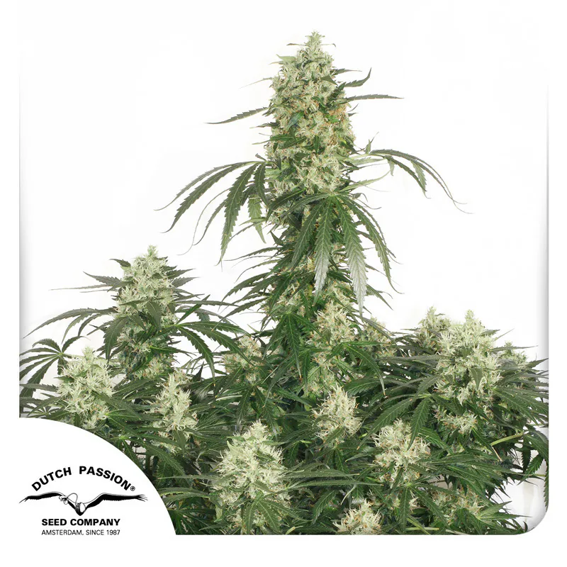 Semillas de Cannabis The Ultimate | Dutch Passion