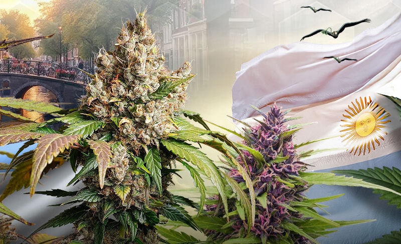 Dutch Passion llega a Argentina: Semillas premium, servicio local