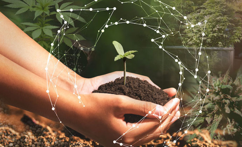 Desglose de las etapas de crecimiento del cannabis