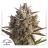 Auto Skywalker Haze