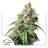 Auto Skywalker Haze