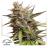 Auto Skywalker Haze