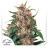 Auto Skywalker Haze