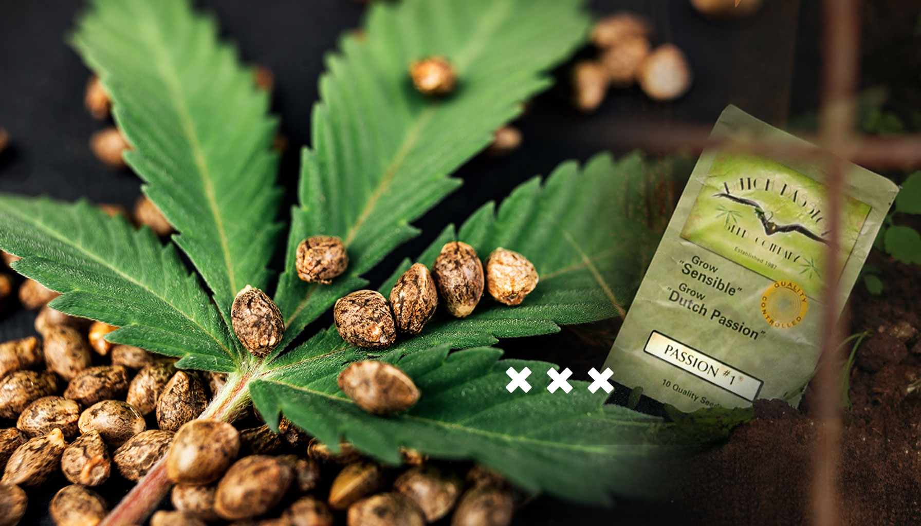 Oficialmente fundada en Ámsterdam