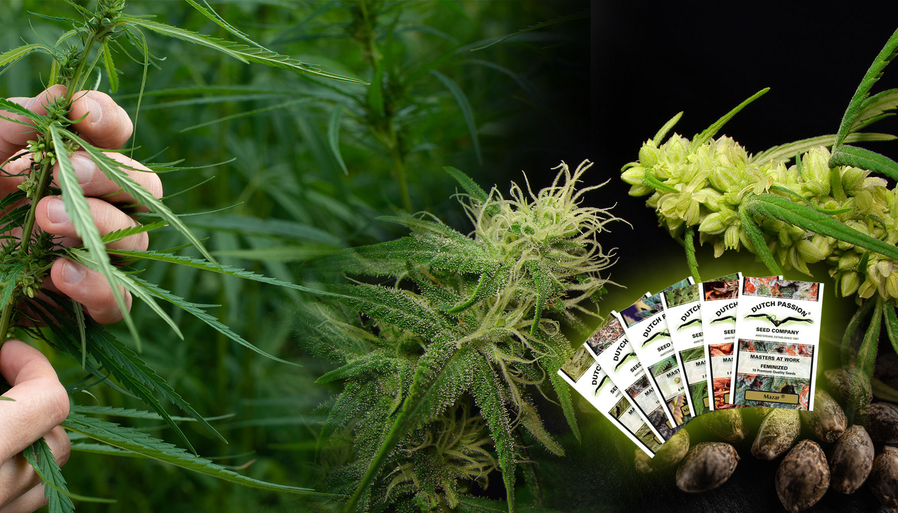 Invención de las semillas de cannabis feminizadas