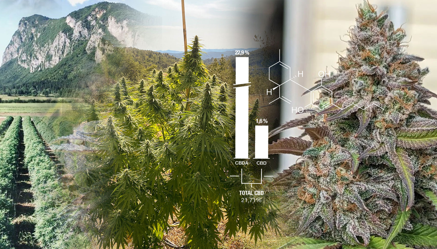 Primeras semillas de cannabis ricas en CBD estables