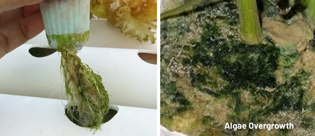 Algae overgrowth during a cannabis grow