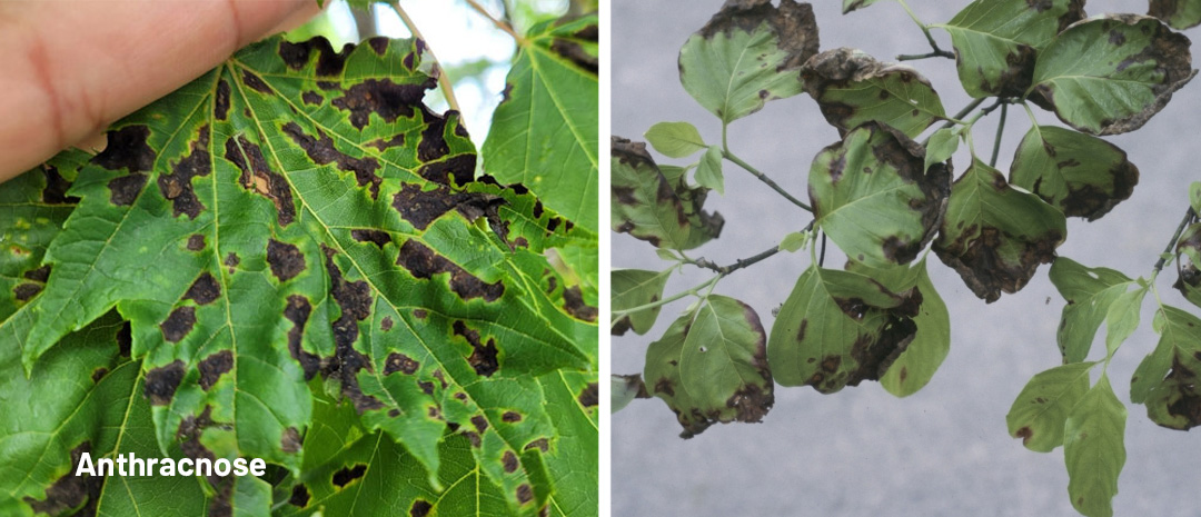 Anthracnose causing dark lesions on cannabis leaves
