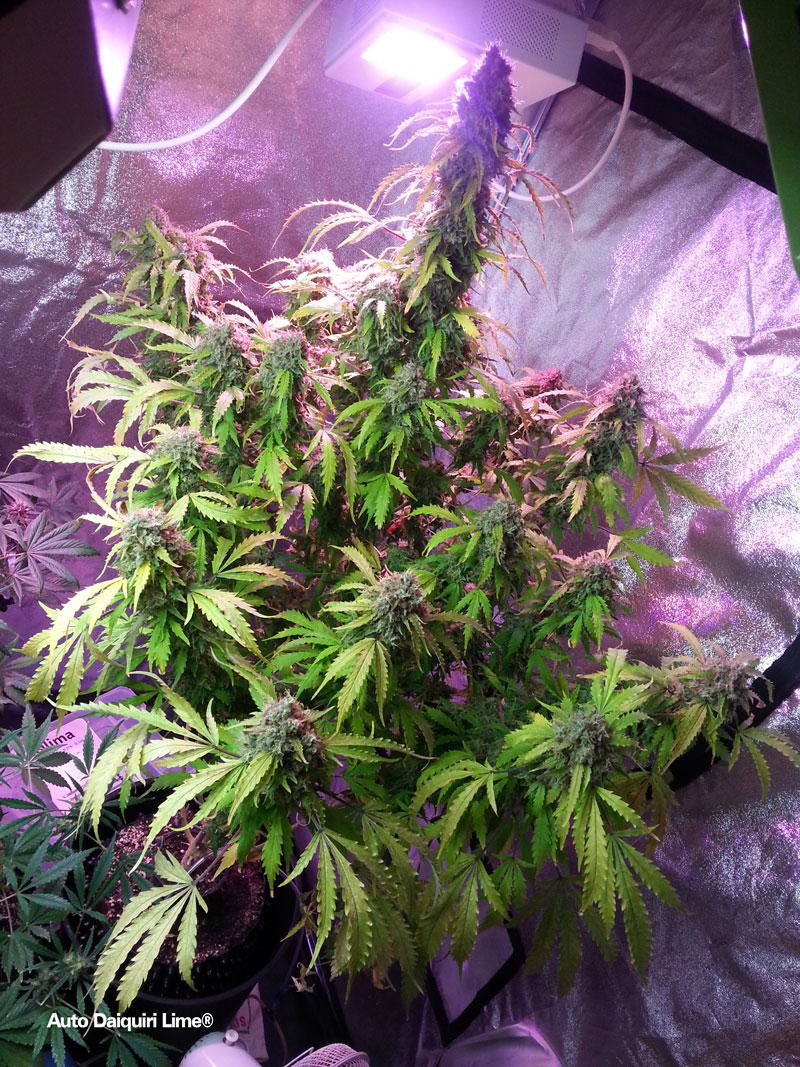 Auto Daiquiri Lime es una autofloreciente XXL