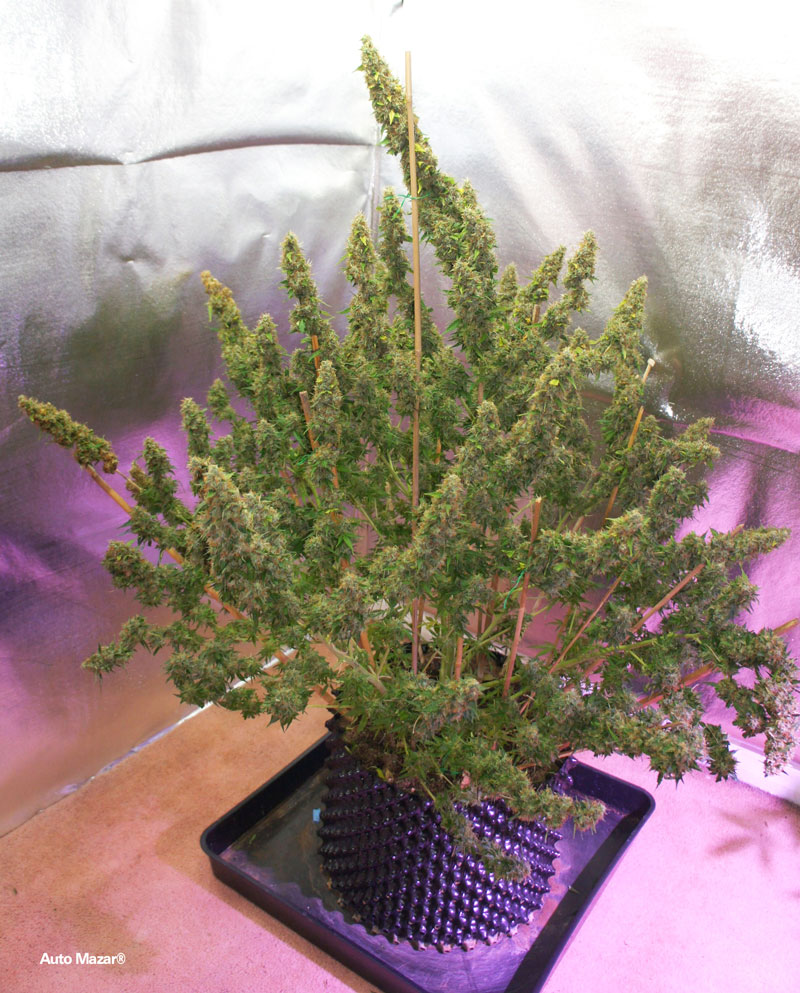 Enorme planta de Auto Mazar en una maceta grande