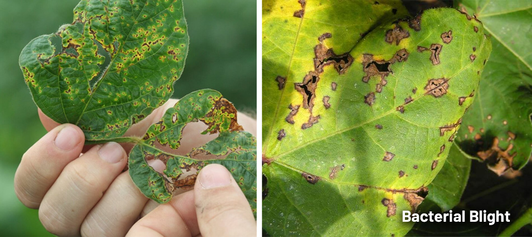 Bacterial Blight causing rot on stems and leaves