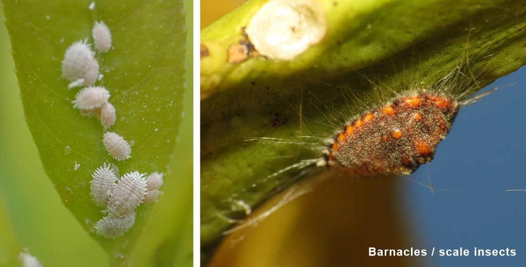 Barnacles scale insects on cannabis