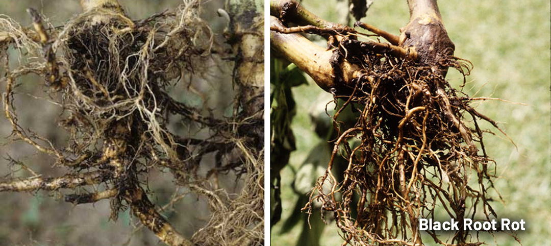 Black root rot infects cannabis roots