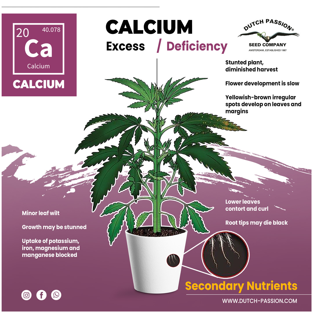 Exceso y deficiencia de calcio