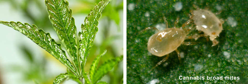 Cannabis broad mites on a cannabis leaf
