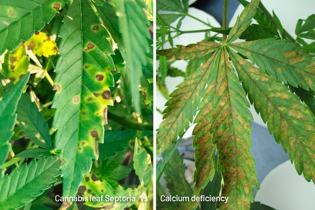 Hoja de cannabis con septoriosis vs deficiencia de calcio