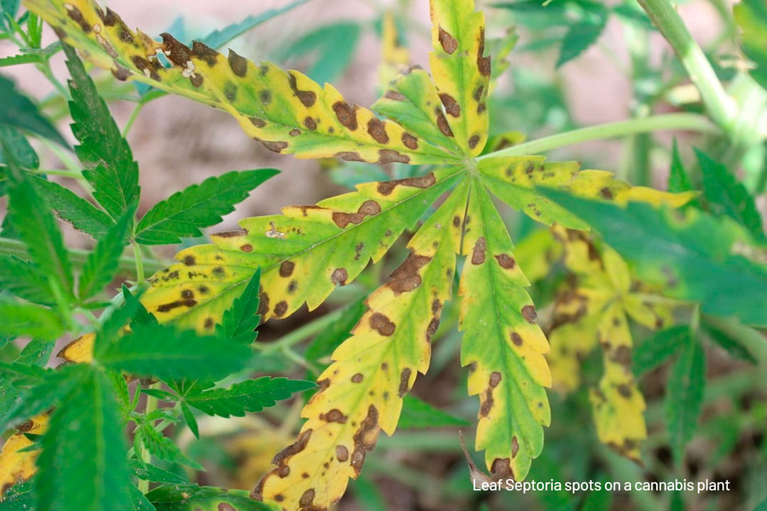 Hoja de cannabis con septoriosis: manchas marrones en una planta de cannabis