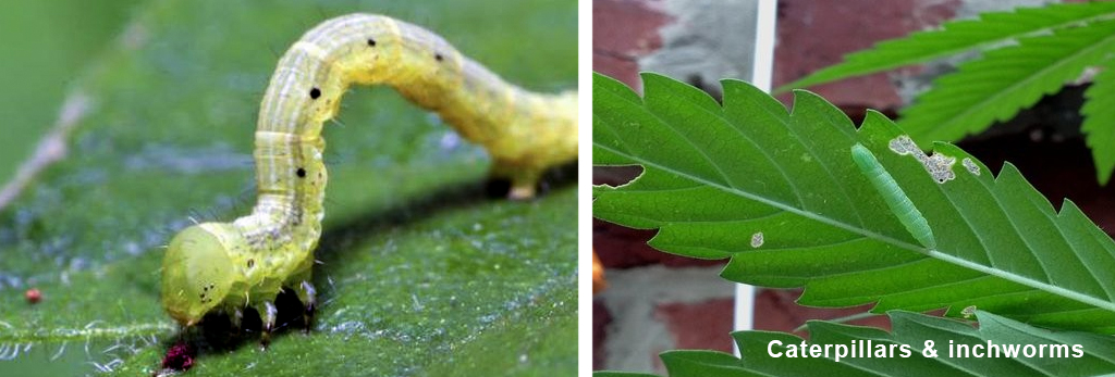 Catarpillars and inchworms munching through cannabis plant leaves