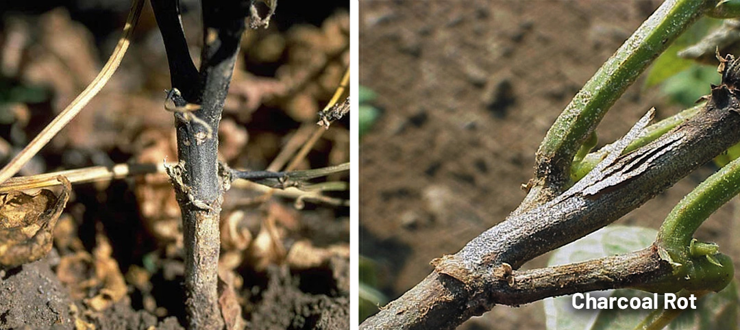 Charcoal rot on a cannabis stem