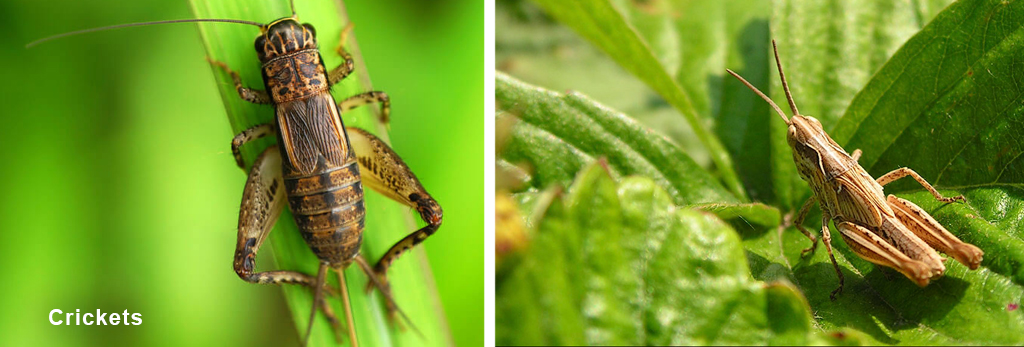 Brown crickets on cannabis