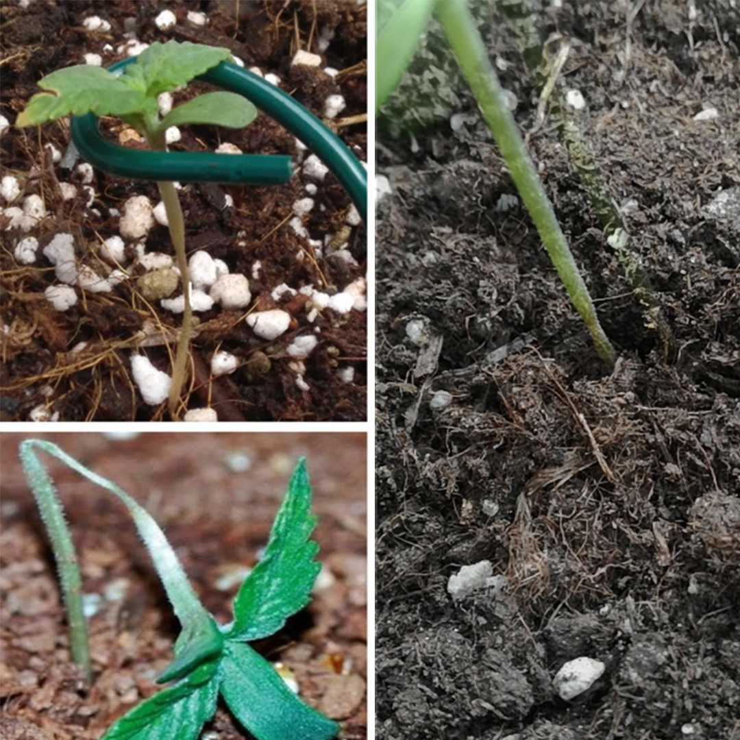 Collapsing seedlings caused by damping off