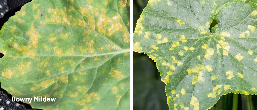 Downey mildew causing discolored leaves