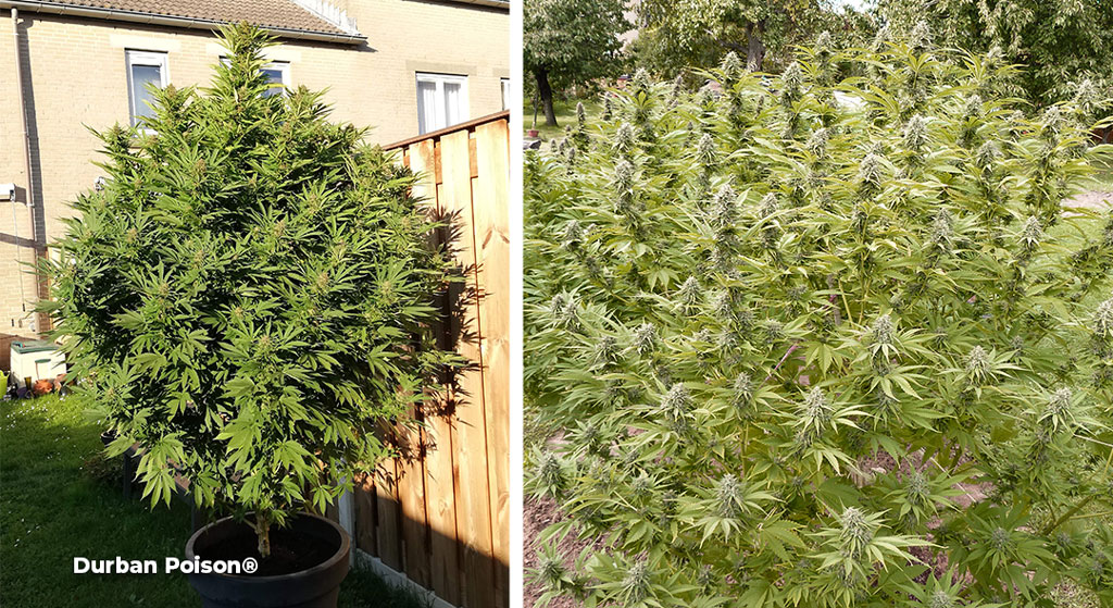 Durban Poison large outdoor grow