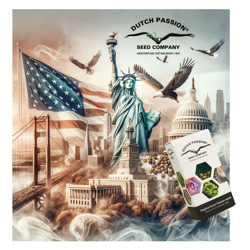 Dutch Passion cannabis seeds USA Dutch Passion cannabis seeds USA