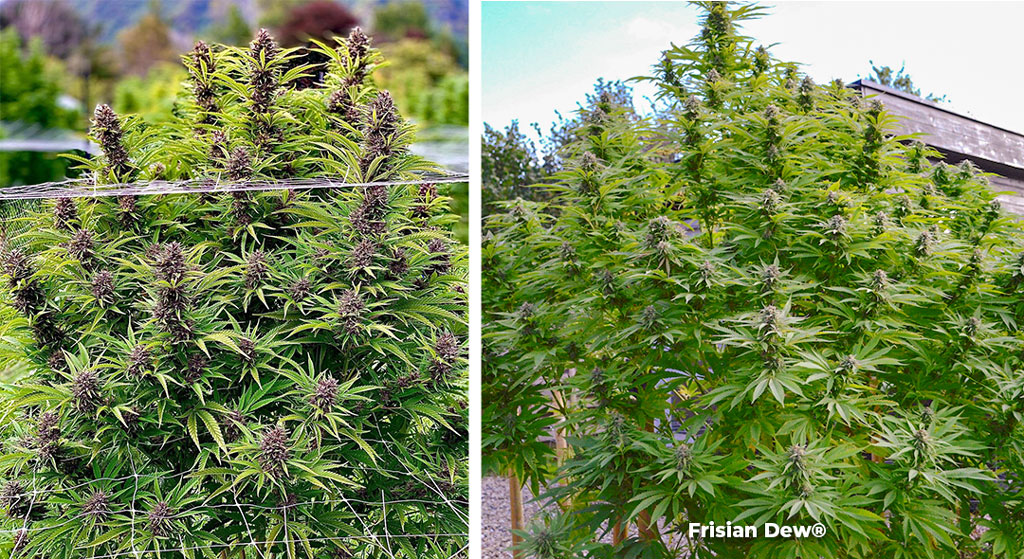 Frisian Dew grown outdoors showing purple flowers